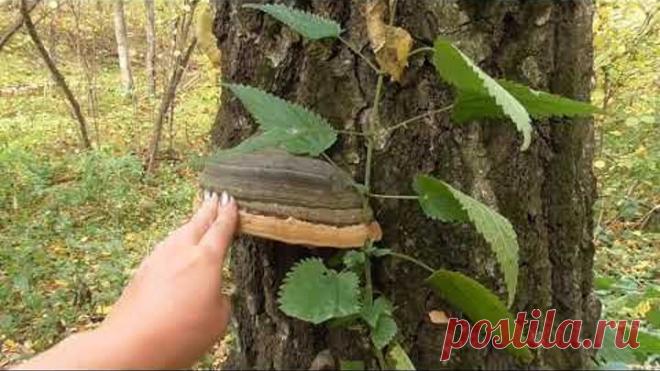 Трутовики лечебные - рак, диабет, пневмония, повышение иммунитета.