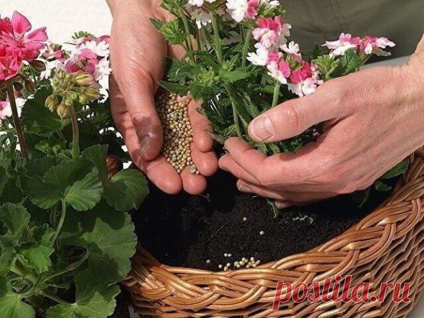 ПЯТЬ НАТУРАЛЬНЫХ УДОБРЕНИЙ ДЛЯ ДОМАШНИХ ЦВЕТОВ

Моя бабушка Лидия Михайловна – заядлый цветовод. Все подруги в голос твердят – «Лида ты не в квартире живешь, а в ботаническом саду!».
Спросила я как то: – «Бабуля какими чудо-удобрениями поливаешь цветочки, что они у тебя так растут?»
На что бабушка мне ответила: - «Что ты милая, какие чудо-удобрения, никакой покупной химии. Все проще простого. Есть несколько продуктов из которых выходят замечательные удобрения:
1.) Подкормк...
