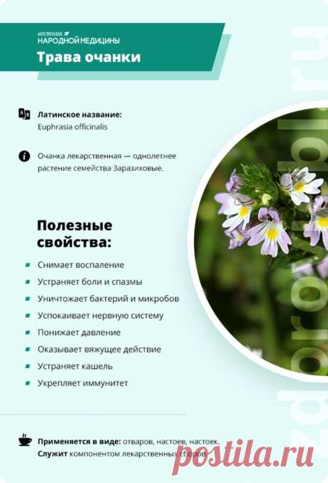 Трава очанки