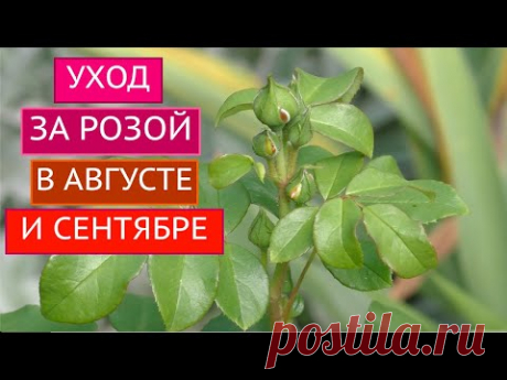 РОЗЫ В АВГУСТЕ И СЕНТЯБРЕ - ЭТО ВАЖНО ЗНАТЬ!!!