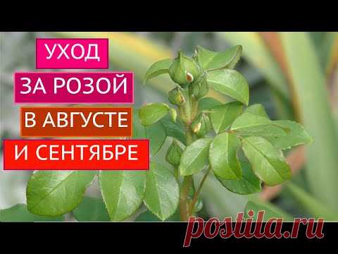 РОЗЫ В АВГУСТЕ И СЕНТЯБРЕ - ЭТО ВАЖНО ЗНАТЬ!!!