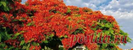 Солитеры в ландшафтном дизайне – удачные примеры на фото