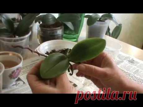 Мини фаленопсис. Посадка, уход. Орхидея - знак зодиака - Рыба.