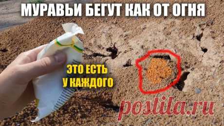 Муравьи боятся этого как огня! Чутка сыпанул и они убегают!