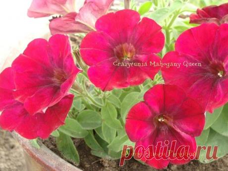 Петуния - хвастаемся цветущими растениями - Страница 15 - Форум цветоводов Фрау Флора