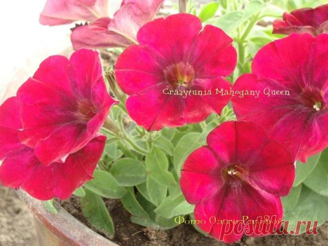 Петуния - хвастаемся цветущими растениями - Страница 15 - Форум цветоводов Фрау Флора