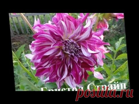 Цветущие георгины в саду  Названия и Фото