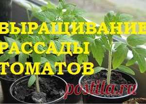 Выращивание рассады томатов.