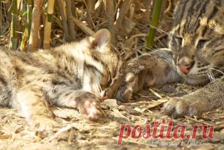 Редкие кошки и еще более редкие котята | Разговор 2 ПН