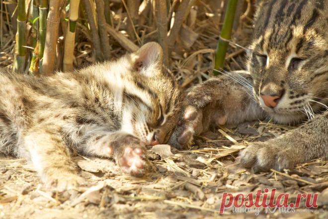 Редкие кошки и еще более редкие котята | Разговор 2 ПН