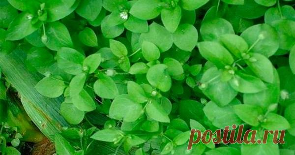 Эликсир жизни!Мокрица омолаживает, улучшает кровь память зрение и в целом весь организм!