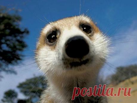 Эти забавные и очаровательные сурикаты!!! | Четвероногий юмор