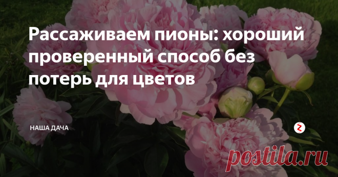 Рассаживаем пионы: хороший проверенный способ без потерь для цветов  На даче у родителей растет куст пиона, он остался еще от прежних хозяев: шикарный экземпляр с огромными, нежно-розовыми цветами-шарами. Невероятной красоты куст тетя Галя (прежняя хозяйка дома) не захотела оставлять, приехала по осени и выкопала его. А после зимы, на этом же месте показались пионовые росточки – куст пошел от остатков корня.
