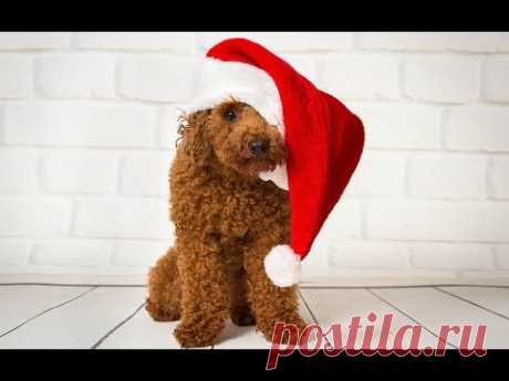 ШАПКА для СОБАКИ на спицах Crochet Dog Hats своими руками Knitted cap for the dog