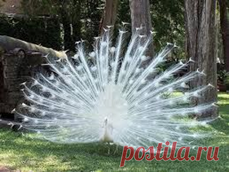 Белый павлин