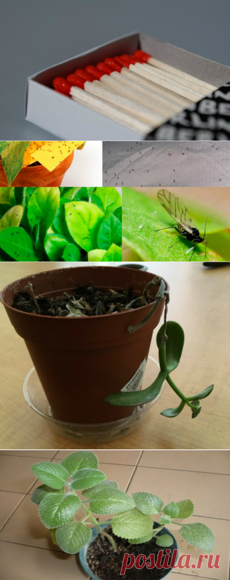 ТОЛКОВЫЙ ЦВЕТОВОД ЗНАЕТ, ДЛЯ ЧЕГО ВТЫКАТЬ СПИЧКИ В ГОРШКИ С РАСТЕНИЯМИ