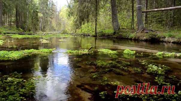 9 САМЫХ ПРИЯТНЫХ ЗВУКОВ ДЛЯ ЧЕЛОВЕКА