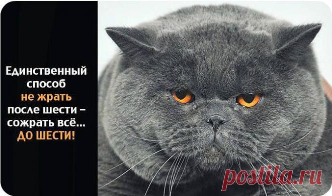 Коллекция статусов™