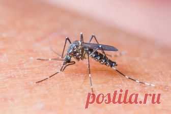 Чем можно заразиться от насекомых: клещи, клопы, мухи, москиты