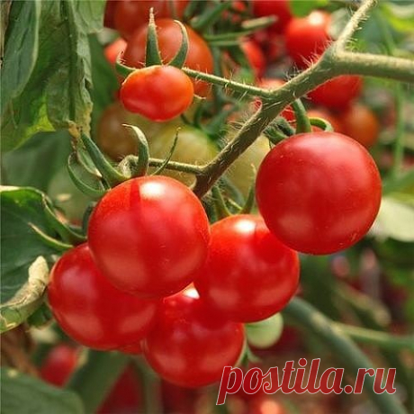 ПОЛИВ И ПОДКОРМКА ТОМАТОВ