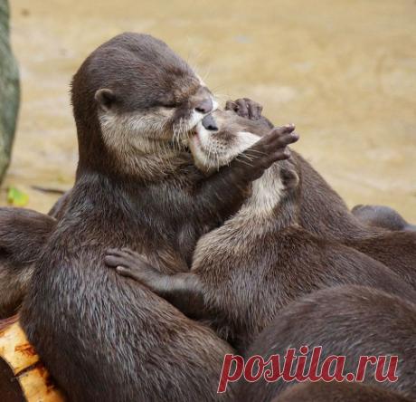 Да, животные тоже целуются и делают это восхитительно