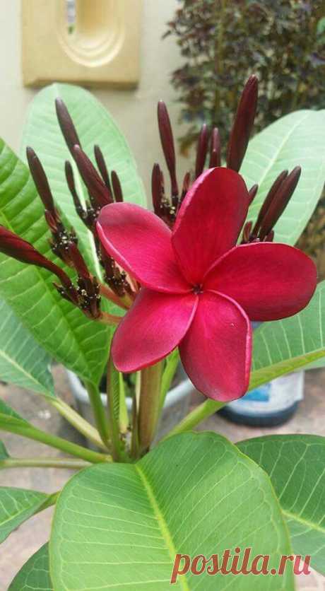 Malaysian Red.