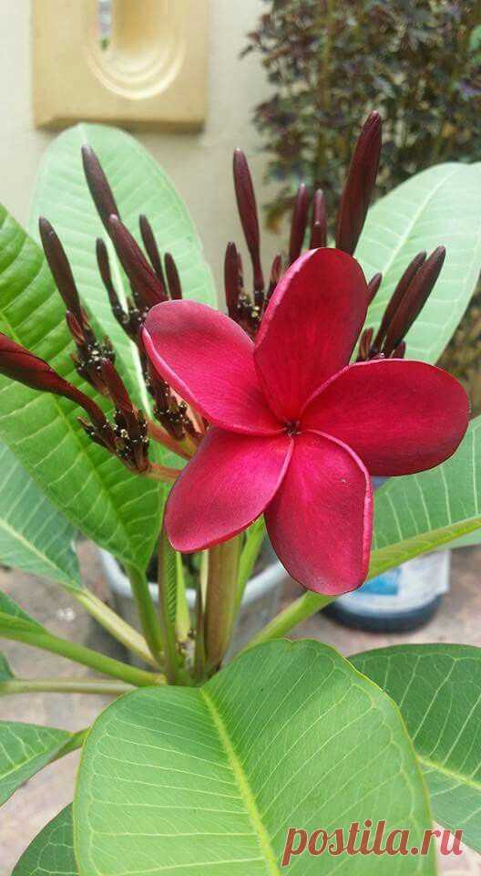 Malaysian Red.