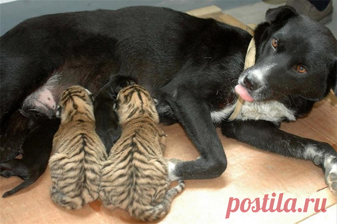 Экология: береги природу! | Животные и растения