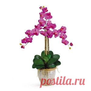 Цветение орхидей в домашних условиях | Образцовая Усадьба