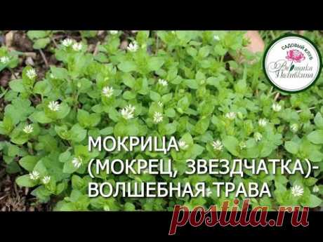 МОКРИЦА - ЦАРСКАЯ ТРАВА
