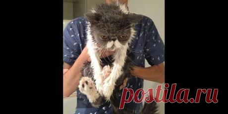 Отличительные черты кошек и собак (видео) / Питомцы