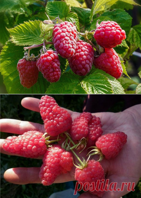 Самые крупноплодные сорта малины описание и отзывы