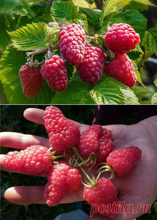 Самые крупноплодные сорта малины описание и отзывы