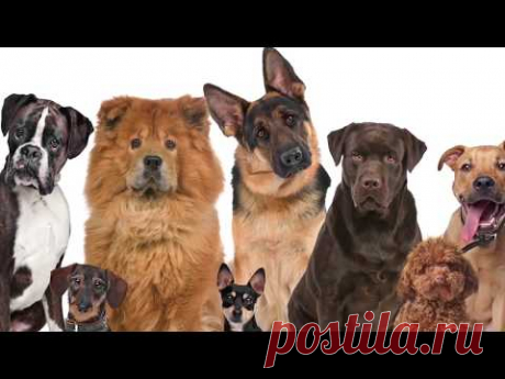 КАК СРАЗУ ВЫЛЕЧИТЬ ОТ ЧУМКИ СОБАКУ ? #ЛЕПТОСПИРОЗ . ИЗЛЕЧЕНИЕ ОТ #ЧУМКИ КОШЕК #78 #oldenburgru - YouTube