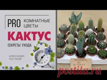 Кактусы - друзья или враги? | Обзор сортов | Как ухаживать за кактусами
