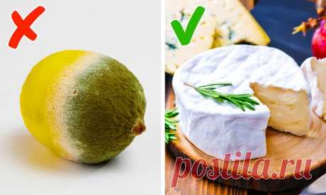 Специалисты рассказали, в каком случае плесень может быть полезной, а в каком — смертельно опасной