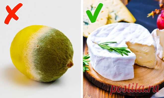 Специалисты рассказали, в каком случае плесень может быть полезной, а в каком — смертельно опасной