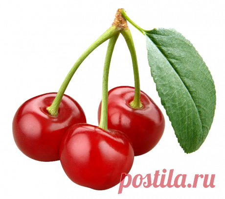 Вишня Тургеневка – характеристика, описание сорта + фото