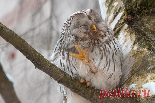 Прошу не беспокоить! Длиннохвостая неясыть. Снято в Вологодской области. Снимок из альбома Михаила Егорова – nat-geo.ru/community/user/8236.