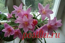 Сад и огород - Садоводка