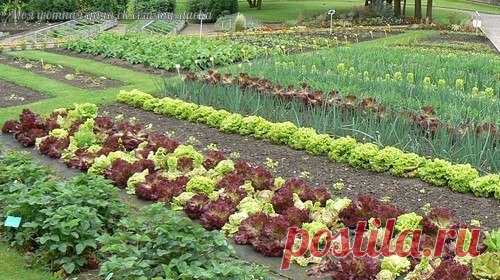 36 И 1 ХИТРЫЙ СОВЕТ ДЛЯ САДОВОДОВ И ОГОРОДНИКОВ - Садоводка