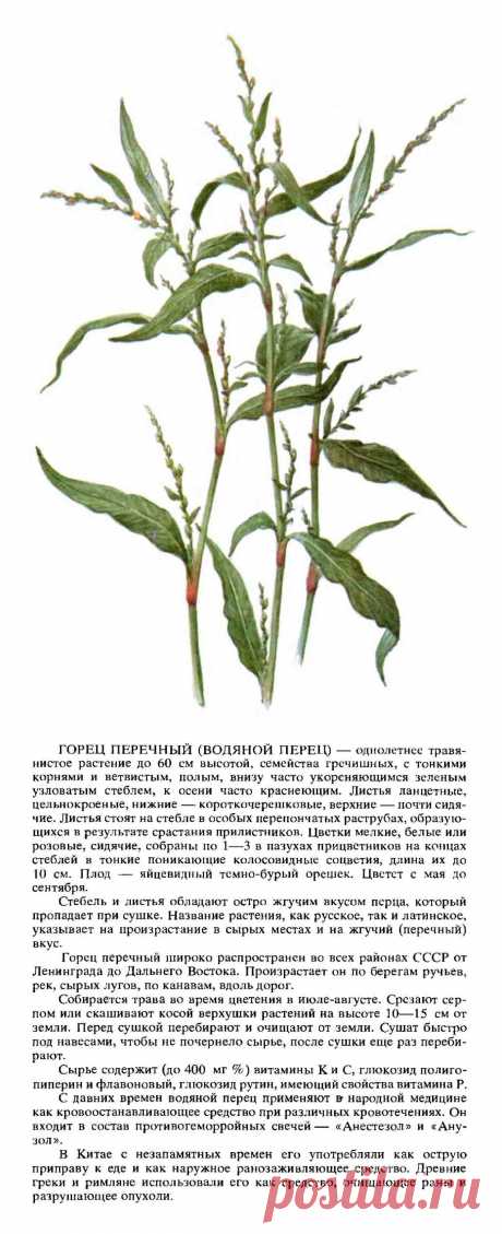 Горец перечный (водяной перец)