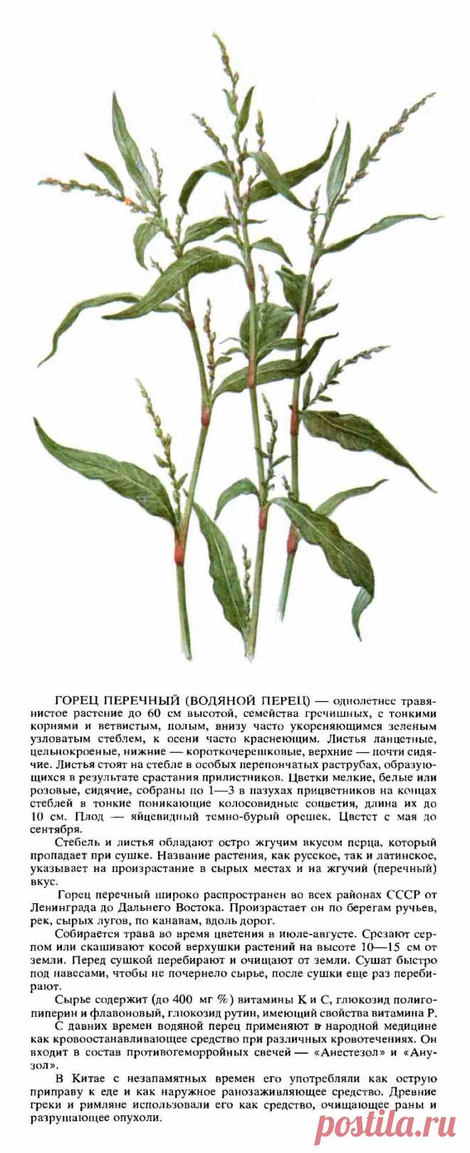 Горец перечный (водяной перец)