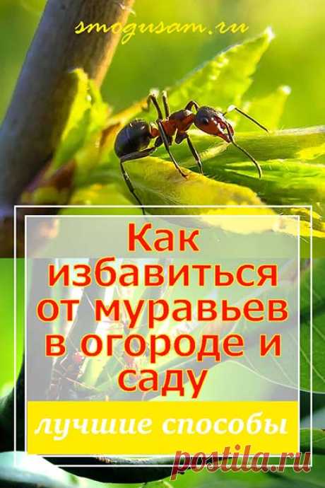 Как избавиться от садовых муравьев
