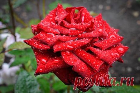 (1) Мой Мир@Mail.Ru