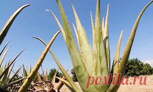 Алоэ вера – источник здоровья | Вся альтернативная медицина