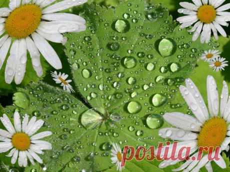 рука и ромашка: 32 тыс изображений найдено в Яндекс.Картинках