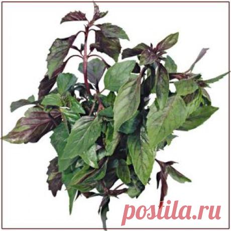Базилик.
