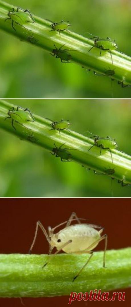 Как избавиться от тли - Садоводка