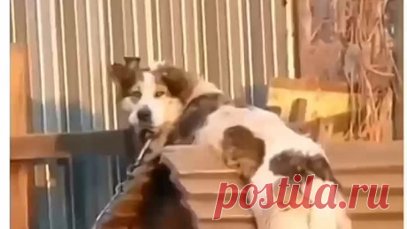 Тишины хочу😁